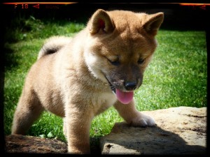 O´ YOSHI Prima Nova O´ YOSHI Prima Nova