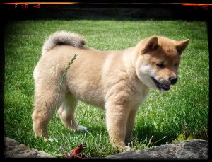 O´ HIRO Prima Nova O´ HIRO Prima Nova