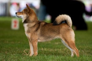 MANAMI Prima Nova - Interdog Mladá Boleslav 2017 - CAC, CAJC, BOJ, BIG - 5. místo V. skupiny FCI MANAMI Prima Nova - Interdog Mladá Boleslav 2017