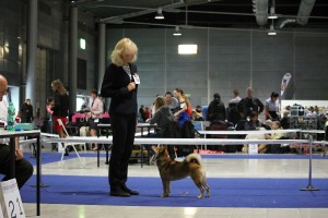 Manami Prima Nova - CAJC, BOS nvp-brno-2017---manami-prima-nova--cajc--bos.jpg