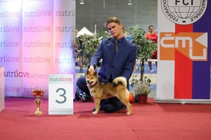 Junior handling - Petr Žák a Manami Prima Nova 2 intercanis-brno-2017---manami-prima-nova-na-svem-prvnim-juniorhandlingu---3.-misto-----3-.jpg