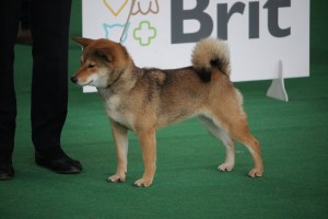 Manami Prima Nova - CAJC, BOJ manami-prima-nova---cajc--boj.jpg