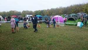 C.I.B. HINAGIKU Prima Nova /AGI/ 22690220_1658739824200501_526015220_o.jpg