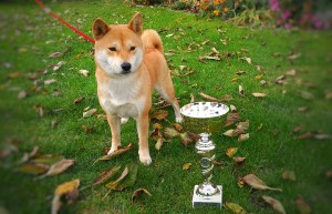 KIOKO Prima Nova, V1, CAC 22690253_1711620895578822_1061591221_o.jpg