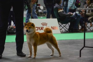 2x-prague-expo-dog---2017--1-.jpg