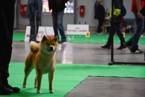 2x-prague-expo-dog---2017--3-.jpg
