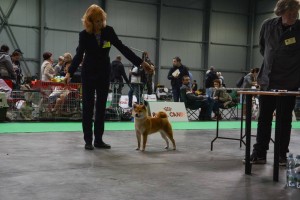 2x-prague-expo-dog---2017--2-.jpg