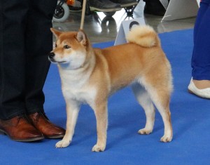 NANI Prima Nova - neděle, Exc. 1/3, CAJC, BOJ nani-prima-nova---mvp-brno-4.2.2018--jun.-clas--ex.-1--cajc--boj.jpg