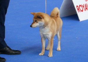 KIOKO Prima Nova - sobota, Exc. 1/2, CAC, res. CACIB kioko-prima--nova--sobota.jpg