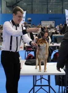 KICHIRO Prima Nova + Lukáš Balcar, neděle, Exc. 1, CAC, res. CACIB kichiro-prima-nova-lukas-balcar--nedele--esc.1--cac--res.-cacib.jpg