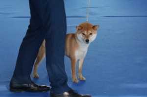 KIOKO Prima Nova, neděle, Exc. 1, CAC, CACIB, BOS kioko-prima-nova--nedele---exc.-1--cac--cacib--bos.jpg