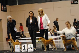 Dar - CWC, CACIB, Nejlepší dospělý pes, Crufts nomination 2019, Judge: Krystyna Opara cacib-katowice-dar-chingiza-laurels-brunch-cwc-cacib--nds--bob---qalification-cruft-2019--judge-k.-opara.--4-.jpg