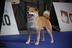 JCh. Dar Chingiza Laurels Brunch 31957009_1664676416946496_5816218212294983680_o.jpg