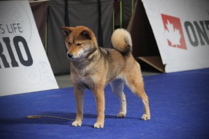 JCh. Manami Prima Nova 31960241_1664678200279651_1038252633787203584_o.jpg