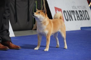 JCh. Nani Prima Nova 31960972_1664677953613009_3101141179996045312_o.jpg