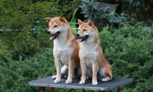 Dar Chingiza Laurels Brunch + Kawaii Kamiwaza = BOS + BOB -cid_i025001663062732893.jpg