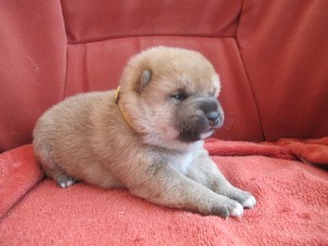 REIKO Prima Nova - zadaná/reserved img_4046.jpg