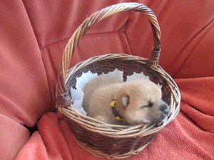 REIKO Prima Nova - zadaná/reserved img_4045.jpg