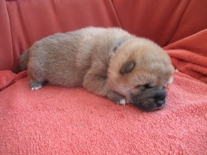 RIKU Prima Nova img_4066.jpg