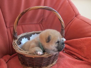 RIKU Prima Nova img_4057.jpg