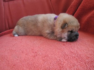 REIJI Prima Nova - zadaná/reserved img_4078.jpg