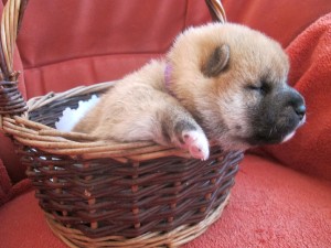 REIJI Prima Nova - zadaná/reserved img_4087.jpg