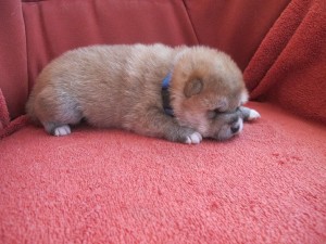 RENJIRO Prima Nova - zadaný/reserved img_4102.jpg