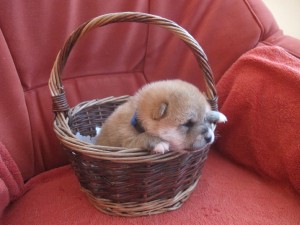 RENJIRO Prima Nova - zadaný/reserved img_4103.jpg