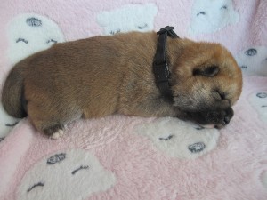 Pejsek - SHIRO Prima Nova img_4791.jpg