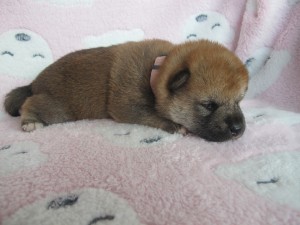 Fenka - SAYURI Prima Nova - zadaná / reserved img_4721.jpg