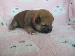 Fenka - SHINJU Prima Nova - zadaná / reserved img_4732.jpg