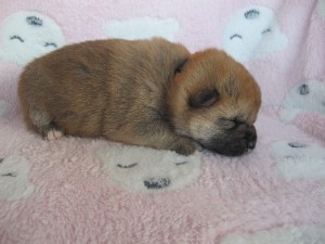 Fenka - SUMIKO Prima Nova - zadaná / reserved img_4770.jpg