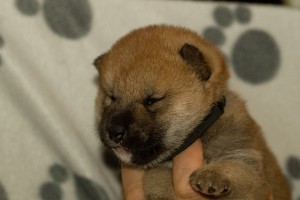 SHIRO Prima Nova s-prima-nova---3-tydny--21.10.2018--6-.jpg