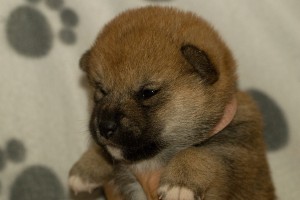 SAYORI Prima Nova s-prima-nova---3-tydny--21.10.2018--7-.jpg