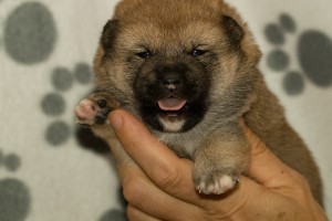 SHINJU Prima Nova s-prima-nova---3-tydny--21.10.2018--8-.jpg