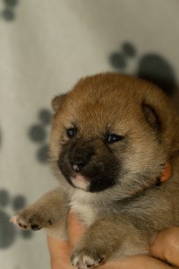 SUMIKO Prima Nova s-prima-nova---3-tydny--21.10.2018--9-.jpg