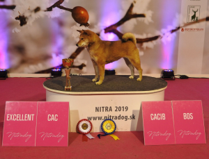 Manami Prima Nova - CAC, CACIB, BOS cbc10890-eec7-403c-af4d-208bcfd75398.png