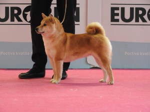 Kawaii Kamiwaza - CAC, CACIB, BOS 51007214_1481729658631291_5787264514902720512_n.jpg