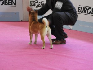 Nani Prima Nova - 2x CAC 50999737_1930677540391177_1563277514883727360_n.jpg