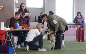 Zuby.... :) cesky-strakaty-pes--klub.v.-2019--10-.jpg