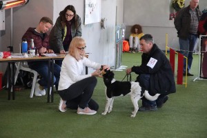 A opět zuby... :D - nutno napsat, že v naprosté většině nebyl problém. cesky-strakaty-pes--klub.v.-2019--14-.jpg