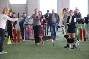 Jen pár slečen a dam pojalo výstavu i jako společenskou událost a hezky se oblékly. :) cesky-strakaty-pes--klub.v.-2019--11-.jpg