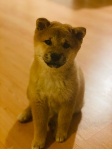 Umi 82281079_491270854924690_5080115398204981248_n.jpg