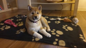 Uzi 82457551_1060110851001086_8544641602063171584_n.jpg