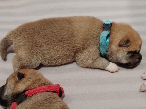 Pejsek 20200506_142311-1-.jpg