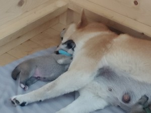 Pejsek 20200506_152343-1-.jpg